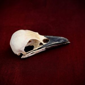 Carrion Crow Skull