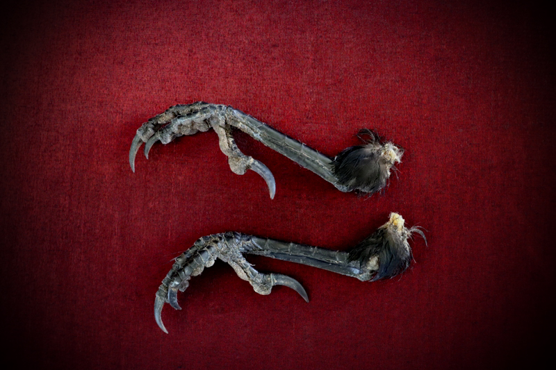 Curio_Animal_Raven-Talon-pair_sml (1).