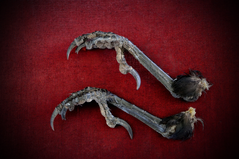 Curio_Animal_Raven-Talon-pair_sml (2).