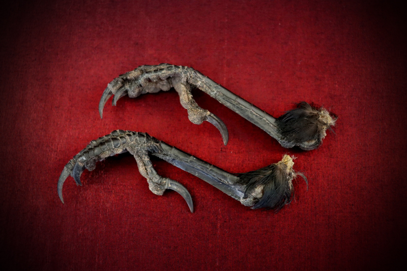 Curio_Animal_Raven-Talon-pair_sml (3).