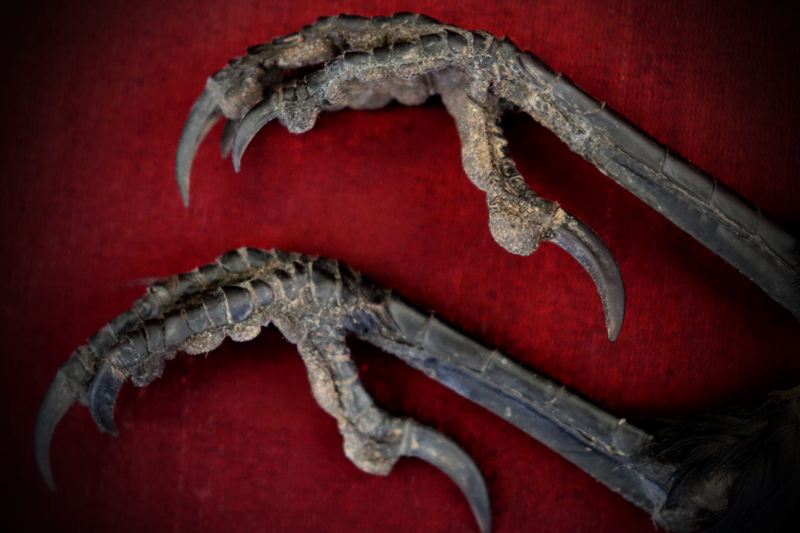 Curio_Animal_Raven-Talon-pair_sml (4).