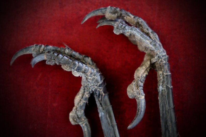 Curio_Animal_Raven-Talon-pair_sml (5).