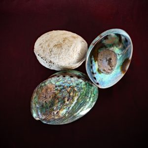 Abalone Shells