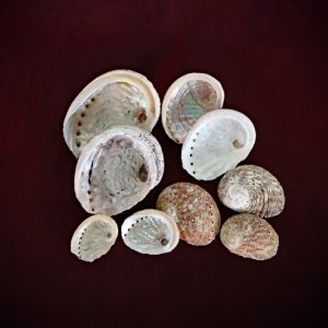 Abalone Shells Small