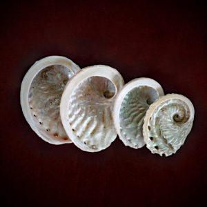 Abalone Shells Medium