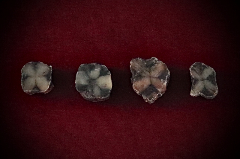 Ritual-Worship_Crystal-Stone-Raw-Chiastolite-web (4)