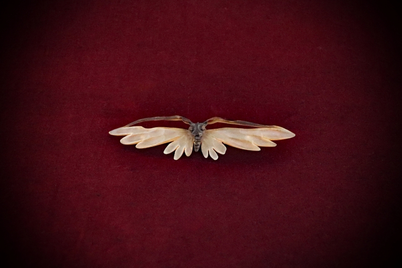 Curio_Animal-Brooch#01-Tortoise-Shell-Butterfly-web (1)