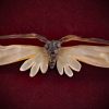 Curio_Animal-Brooch#01-Tortoise-Shell-Butterfly-web (5)