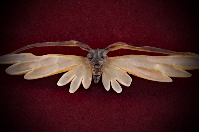 Curio_Animal-Brooch#01-Tortoise-Shell-Butterfly-web (5)