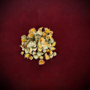 Calendula Flower Buds