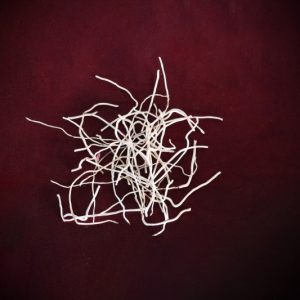 Crucifix Orchid Root