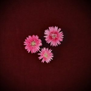 Paper Daisy Flowers 'Pink'