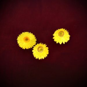 Paper Daisy Flowers 'Yellow'