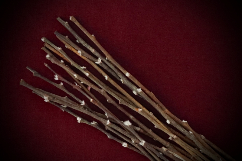 Shop Dried Pussy Willow Bare Stems curated by Gypsy Red Corpse. Perfect for wands, Imbolc altars, and protection spells. Get a 15-pack of 20-22cm stems now!