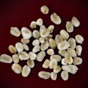 A package of 50 loose dried pussy willow catkins by Gypsy Red Corpse for Ostara altar decorations
