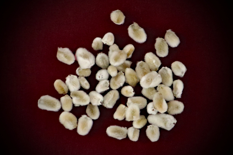 A package of 50 loose dried pussy willow catkins by Gypsy Red Corpse for Ostara altar decorations