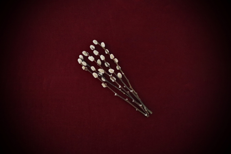 Dried Botanicals Pussy Willow - Image 2