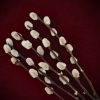 Shop Dried Pussy Willow Branches curated by Gypsy Red Corpse. Package includes 5 stems (20-22cm) perfect for wands, wreaths, and divination spellwork.