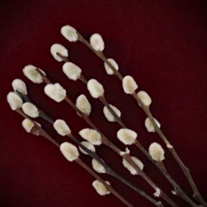 Shop Dried Pussy Willow Branches curated by Gypsy Red Corpse. Package includes 5 stems (20-22cm) perfect for wands, wreaths, and divination spellwork.