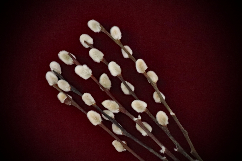 Shop Dried Pussy Willow Branches curated by Gypsy Red Corpse. Package includes 5 stems (20-22cm) perfect for wands, wreaths, and divination spellwork.