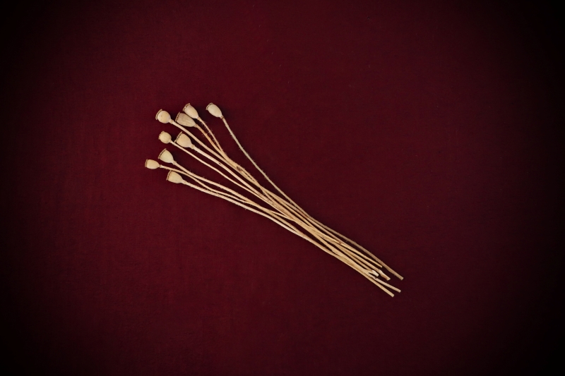 Dried Botanicals Poppy Pods - Image 2