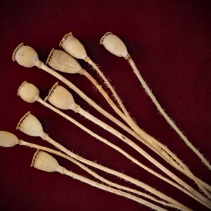 Discover Dried Poppy Pods on Stems by Gypsy Red Corpse. Package contains 9 dried pods, perfect for underworld mysteries, sleep magic, and ritual abundance.