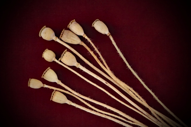 Discover Dried Poppy Pods on Stems by Gypsy Red Corpse. Package contains 9 dried pods, perfect for underworld mysteries, sleep magic, and ritual abundance.