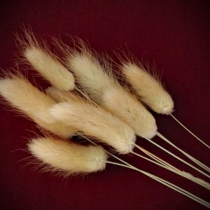 Enhance your Ostara rituals with Dried Rabbit’s Tail Grass. An ethical Wiccan alternative for gentle protection, lunar magic, and prosperity. Shop now!