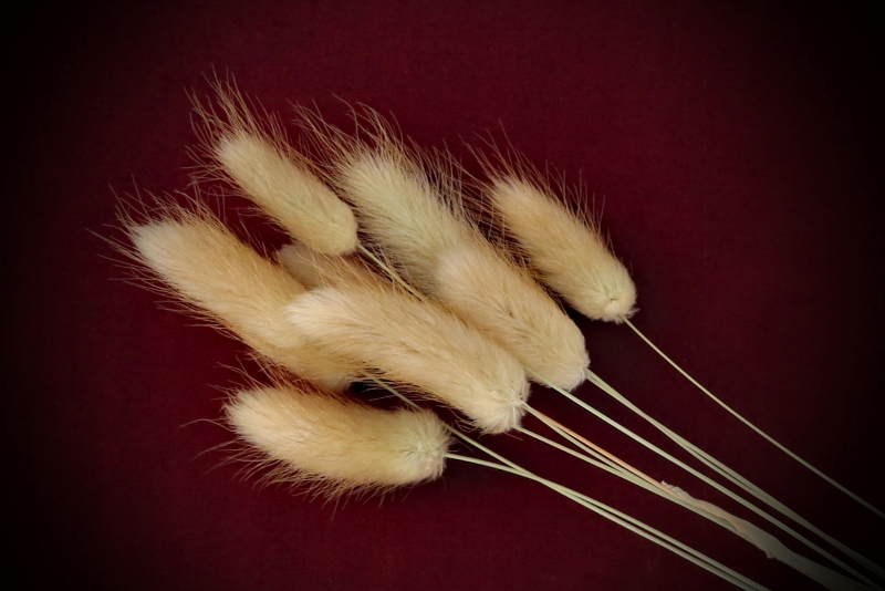 Enhance your Ostara rituals with Dried Rabbit’s Tail Grass. An ethical Wiccan alternative for gentle protection, lunar magic, and prosperity. Shop now!