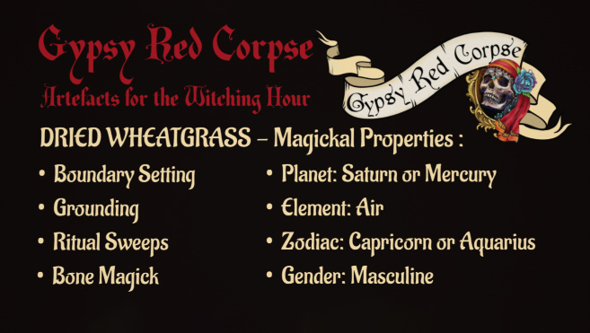Two size options of Dried Botanicals Wheatgrass Bare Stems—9 to 13cm and 20 to 23cm lengths—displayed on a rich blood-red background by Gypsy Red Corpse.
