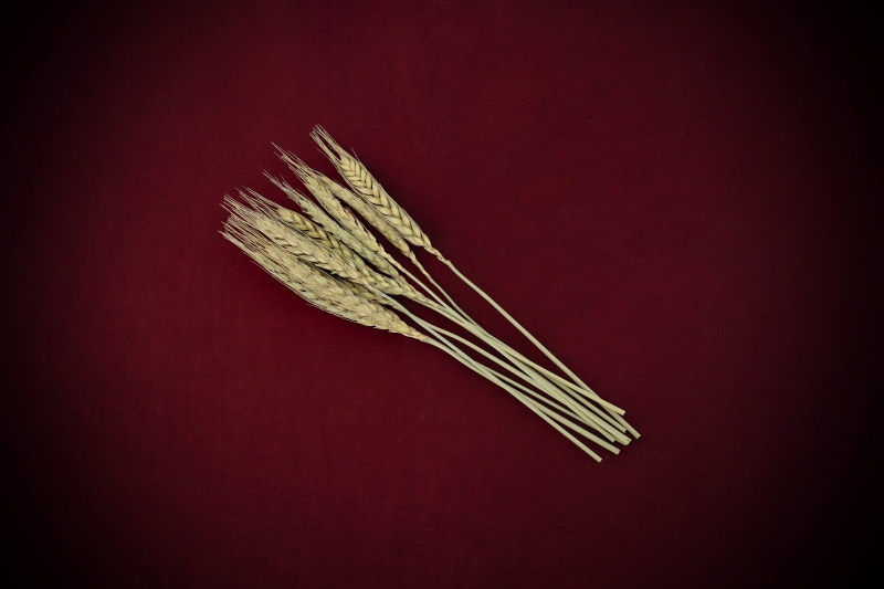 A package of nine Dried Botanicals Wheatgrass grain heads on stems curated by Gypsy Red Corpse, measuring 25 to 27cm and sealed in a clear cellophane bag.