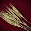 A package of nine Dried Botanicals Wheatgrass grain heads on stems curated by Gypsy Red Corpse, measuring 25 to 27cm and sealed in a clear cellophane bag.