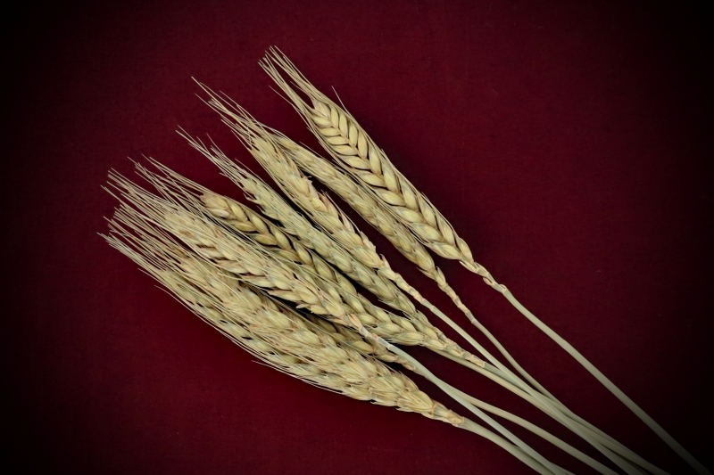 A package of nine Dried Botanicals Wheatgrass grain heads on stems curated by Gypsy Red Corpse, measuring 25 to 27cm and sealed in a clear cellophane bag.