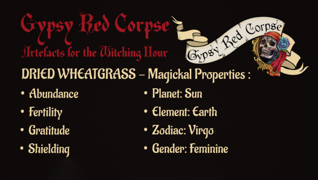 A package of nine Dried Botanicals Wheatgrass grain heads on stems curated by Gypsy Red Corpse, measuring 25 to 27cm and sealed in a clear cellophane bag.